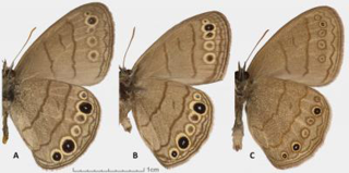 Illustration for article titled Did you know that butterflies have (the weirdest) penises?